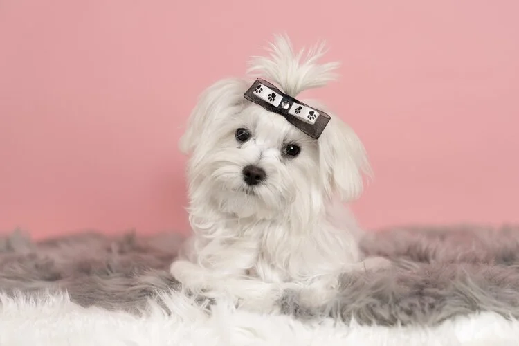 Maltipoo top eye stains